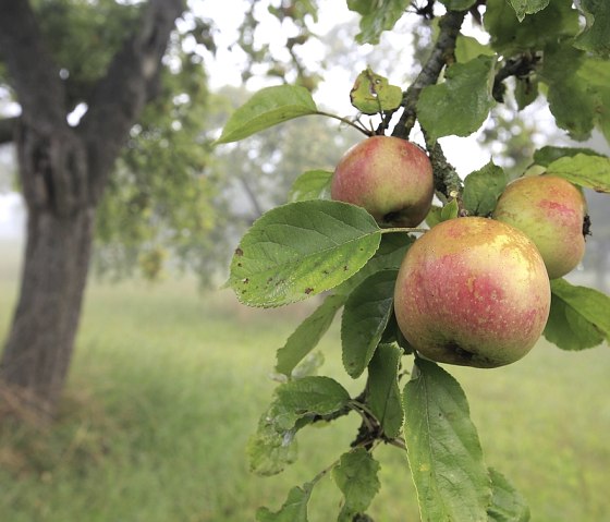 Streuobst , &copy; Naturpark S&uuml;deifel/Charly Schleder