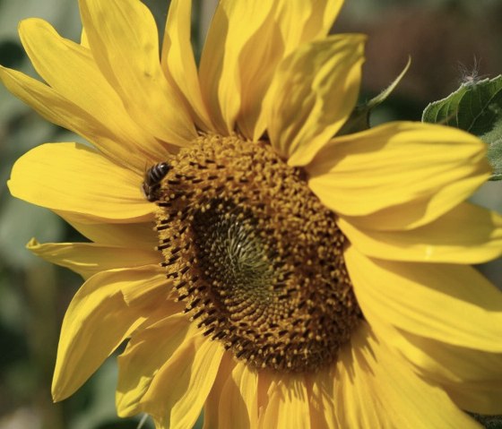 Bienenfutter auf dem Golfplatz, &copy; Golfanlage Lietzenhof