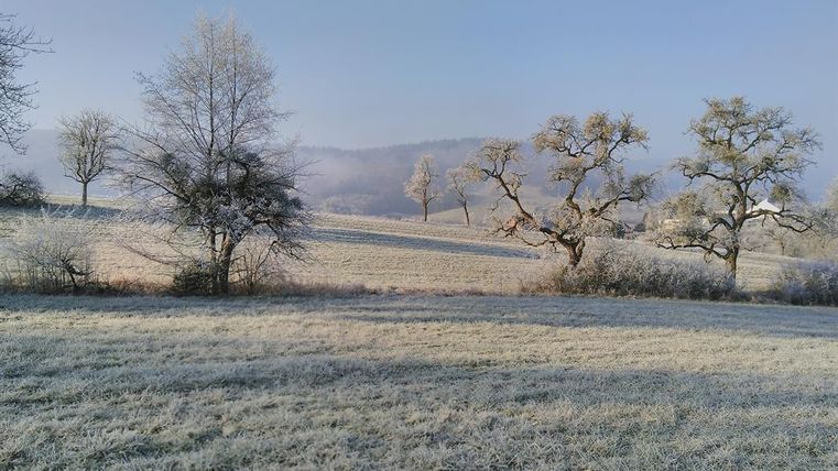 Eine frostige Landschaft mit bunten Bäumen und einer sanften Hügelkette im Hintergrund. Der Boden ist mit Frost bedeckt, und der Himmel ist klar.