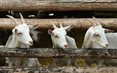 Trois chèvres se tiennent derrière une clôture en bois. Elles ont un pelage blanc et regardent l'appareil photo avec curiosité.