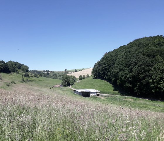 Wide meadows near Utscheid-Ru&szlig;dorf, &copy; Felsenland S&uuml;deifel Tourismus, Natalie Mainz