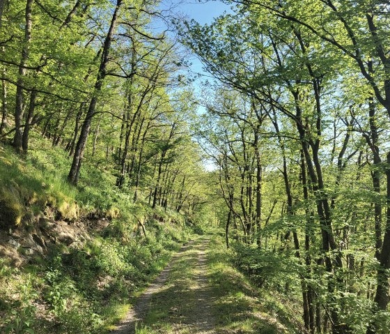 Sch&ouml;ner Waldweg oberhalb des Ourtals, &copy; Tourist-Information Islek