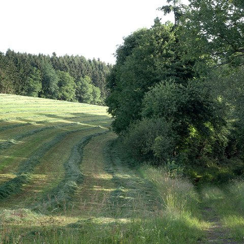 Weg in den Wald, &copy; V. Teuschler