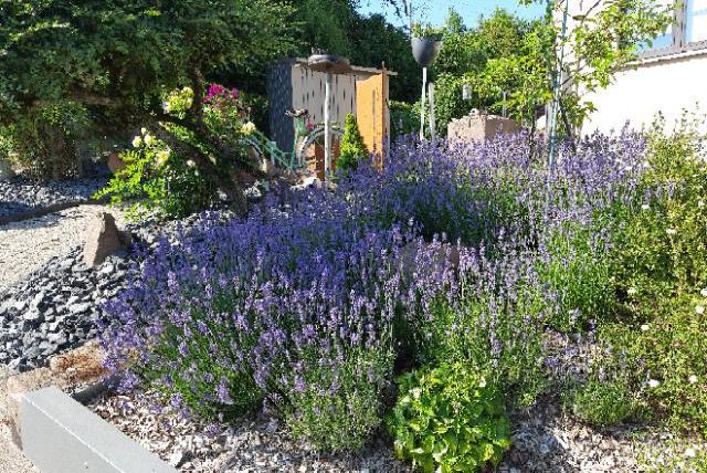 Eine blühende Lavendelhecke in einem Garten. Umgeben von Steinen und anderen Pflanzen strahlt die Szene Ruhe und Schönheit aus.