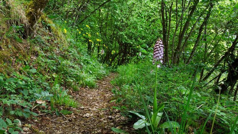 A narrow hiking trail winds through a dense forest with lush greenery. Various plants bloom along the path, including a tall orchid.