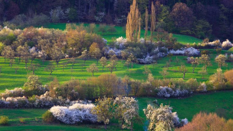 Streuobstwiese zur Blütezeit 