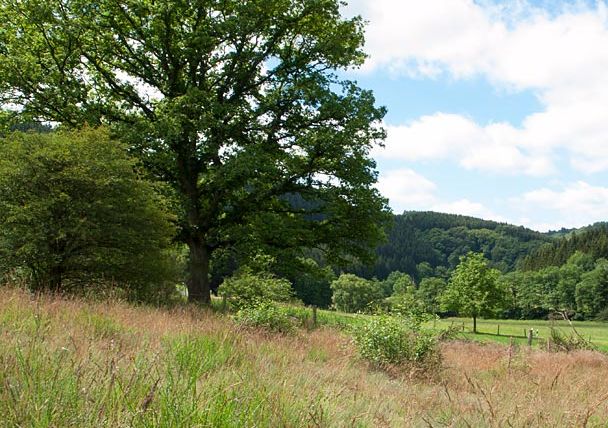 Landscape in the Eifel valley with trees and meadows under a blue sky.