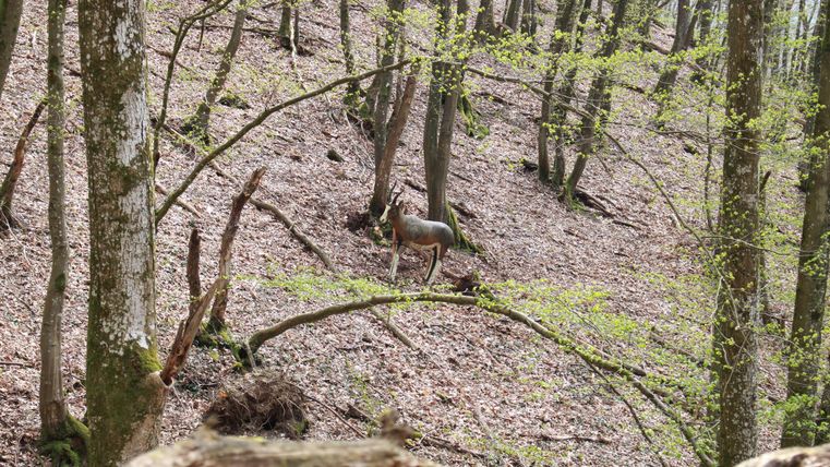 Een ree staat in het bos, omringd door bomen en vers groen. De grond is bedekt met droge bladeren.
