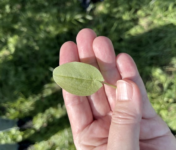 Fit in den Fr&uuml;hling, &copy; TI Bitburger Land