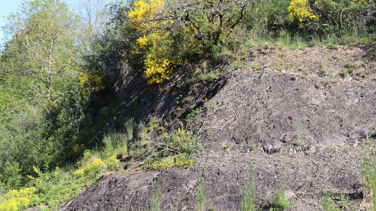 Eine hügelige Landschaft mit Gras und Bäumen. Gelbe Blumen blühen an den Hängen.