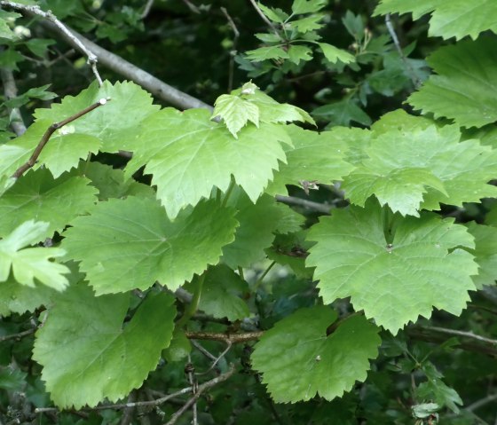 Green vine leaves grow in a hawthorn bush. The leaves are fresh and vibrant, surrounded by dense branches and leaves., &copy; Elke Wagner, Felsenland S&uuml;deifel Tourismus GmbH