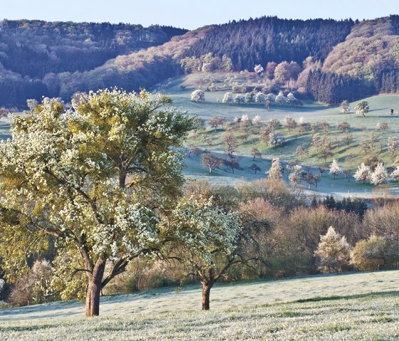 Streuobstwiese Klausnerweg, &copy; Naturpark S&uuml;deifel/Thomas Kirchen