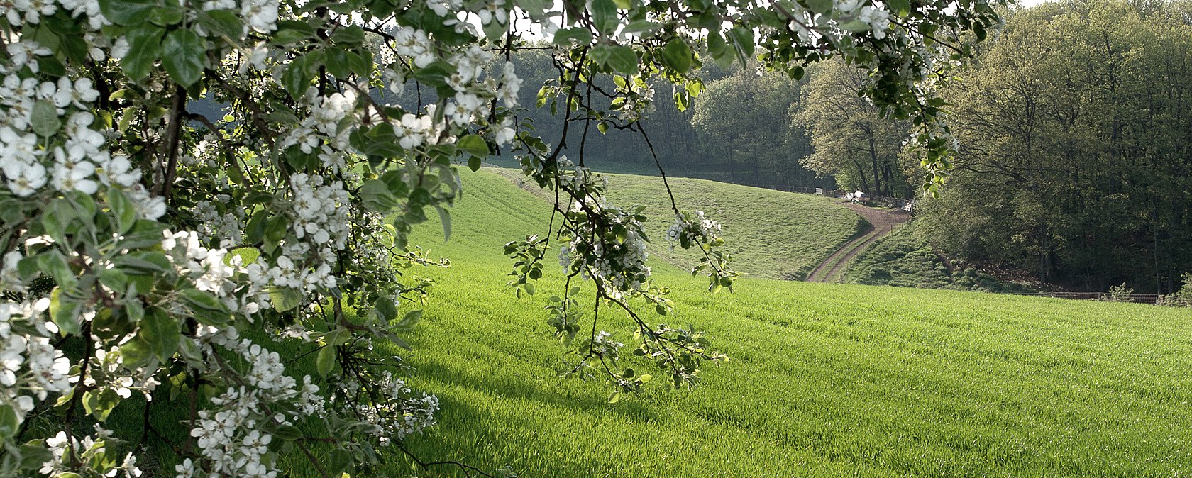 Bl&uuml;hende Zweige im Vordergrund, dahinter eine gr&uuml;ne Wiese und ein Wald. Ein Weg f&uuml;hrt durch die Landschaft., &copy; V. Teuschler