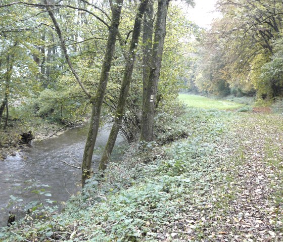 Ein kleiner Fluss fließt durch einen herbstlichen Wald. Der Boden ist mit Laub bedeckt, und die Bäume tragen gelb-grünes Laub., © Felsenland Südeifel Tourismus, Christian Calonec-Rauchfuss