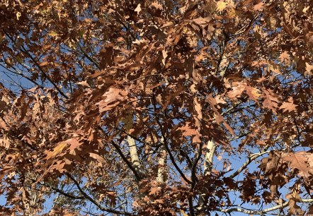 Roteiche, &copy; Naturpark S&uuml;deifel/Daniela Torgau
