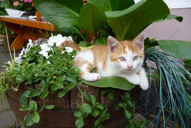 Een oranje-witte kat rust uit in een bloempot. Om haar heen groeien groene planten en witte bloemen.