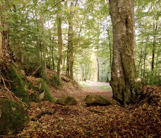 Ein idyllischer Waldweg, bedeckt mit buntem Herbstlaub, führt durch hohe Bäume. Große Steine säumen den Weg, der in die Ferne führt., © Tourist-Info Bitburger Land