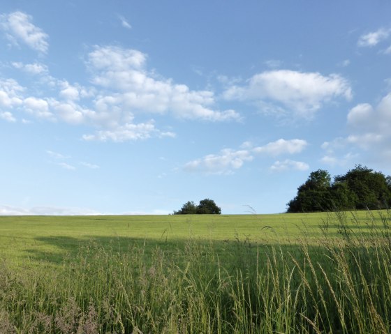Grüne Wiese mit hohem Gras, blauer Himmel mit weißen Wolken, Bäume am Horizont., © Elke Wagner, Felsenland Südeifel Tourismus GmbH