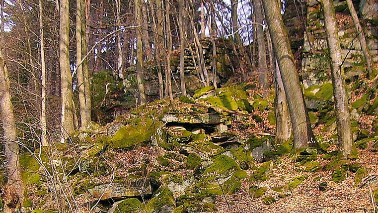 Forêt avec des marches en grès recouvertes de mousse et des arbres.