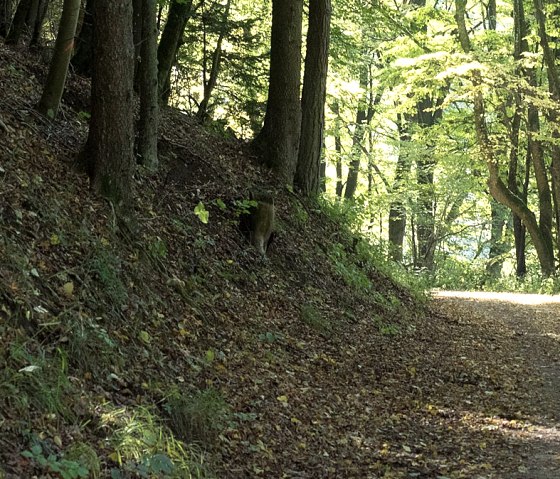A forest path in the Nusbaumer Hardt, lined with tall trees through which sunlight falls. The ground is covered with leaves., © V. Teuschler