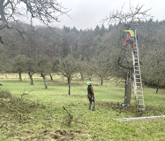 Schnittpflege der Streuobstb&auml;ume im Naturpark S&uuml;deifel, &copy; Naturpark S&uuml;deifel/Ansgar Dondelinger