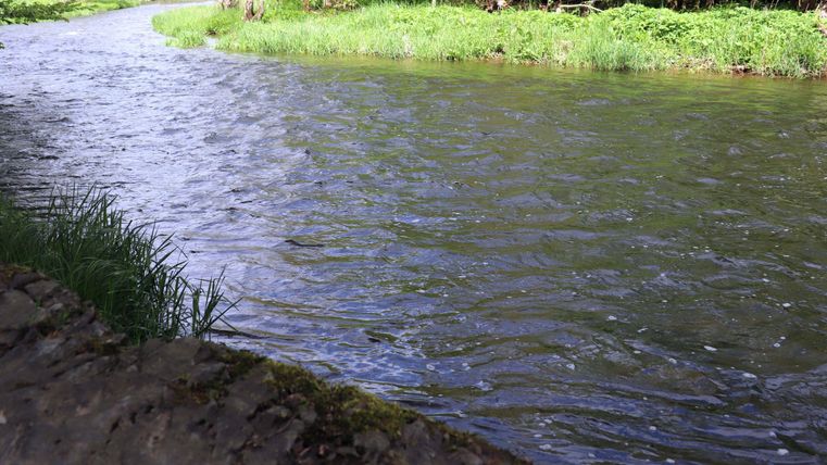 Ein ruhiger Fluss fließt durch eine grüne Landschaft. Am Ufer wachsen grünes Gras und Bäume.