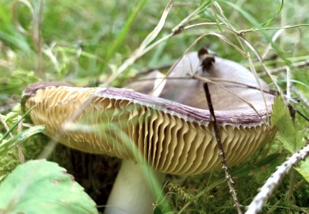 Pilz_Nahaufnahme, &copy; Naturpark S&uuml;deifel/Ansgar Dondelinger