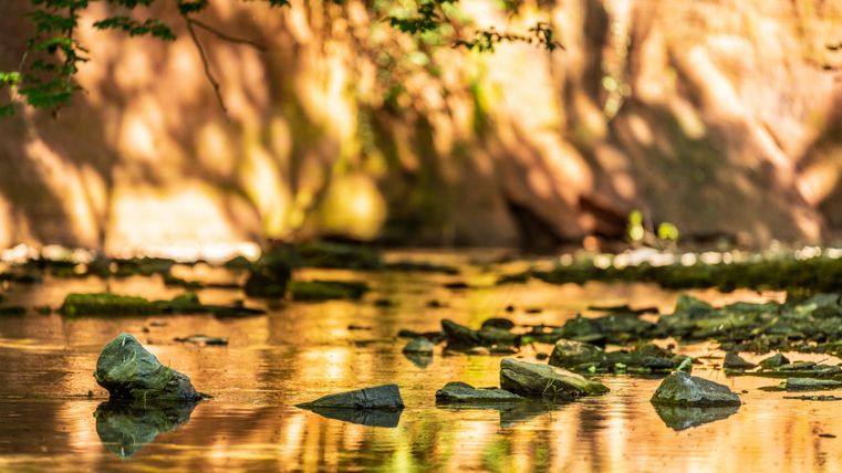 Eine ruhige Gewässeroberfläche mit Steinen und kleinen Pflanzen. Die Sonne wirft sanfte Schatten auf die Wasseroberfläche.