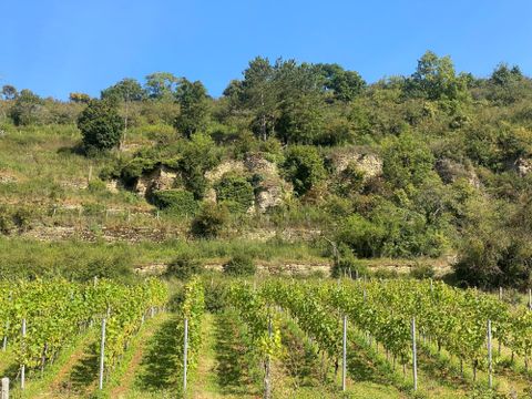 A picturesque vineyard with lush vines and a hilly background. The landscape is green and sunny, ideal for viticulture.