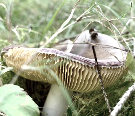 Pilz, © Ansgar Dondelinger