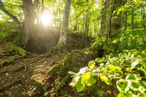 Ein sonniger Wald mit grünen Blättern und moosbedeckten Wurzeln. Sonnenstrahlen fallen durch die Bäume und schaffen eine warme Atmosphäre.