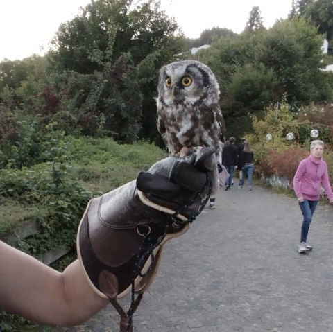 Eulenwanderung, &copy; TIBitMeS 