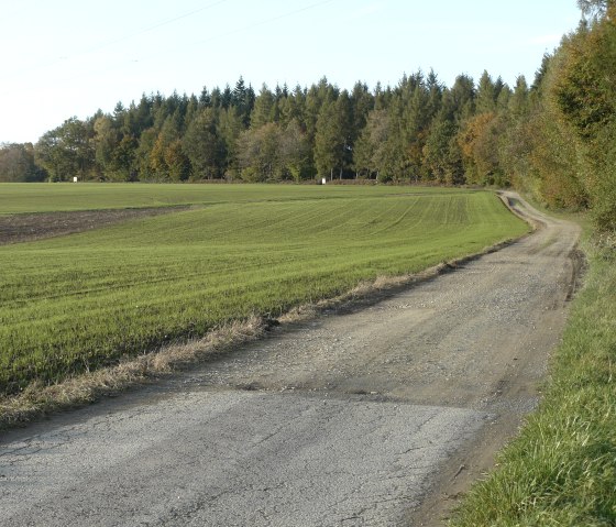 Ein l&auml;ndlicher Weg f&uuml;hrt an einem gr&uuml;nen Feld entlang, ges&auml;umt von einem Wald im Hintergrund. Der Himmel ist klar und blau., &copy; Felsenland S&uuml;deifel Tourismus GmbH, Christian Calonec-Rauchfuss