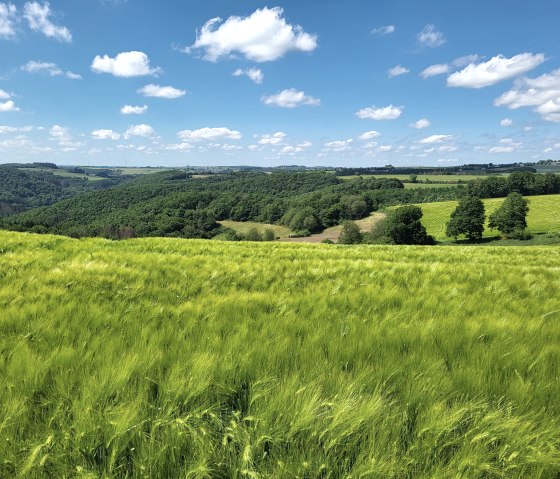 Blick über die Islekhöhen, © Tourist-Information Islek