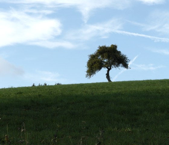 Ein einzelner Baum steht auf einem gr&uuml;nen H&uuml;gel unter blauem Himmel mit wei&szlig;en Wolken., &copy; Felsenland S&uuml;deifel Tourismus GmbH, Christian Calonec-Rauchfuss
