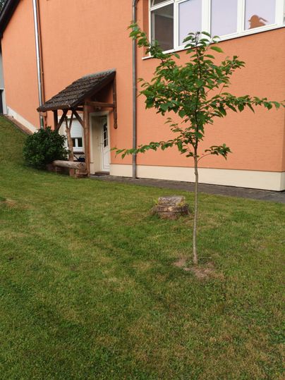 Ein kleiner Baum steht in einem gepflegten Garten neben einem orangefarbenen Haus. Im Hintergrund ist ein kleiner Vordach und eine grüne Wiese zu sehen.