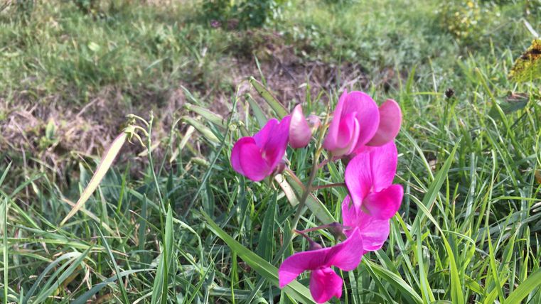 Close-up of a pink flower in the grass.