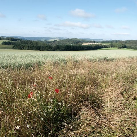 View over Bommert, © V. Teuschler
