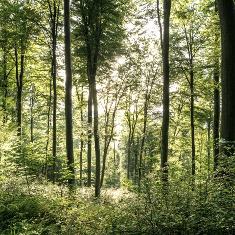 Predigtstuhl am Felsenweg 2, &copy; Eifel Tourismus GmbH/Dominik Ketz
