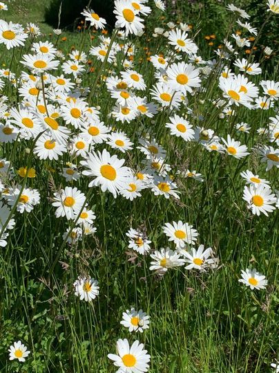 Een veld vol mooie margrieten met witte bloei en gele hartjes. Het groene gras omringt de bloemen en creëert een vrolijke sfeer.