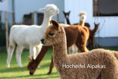 Een groep alpaca's staat op een weiland. Op de voorgrond is een klein, bruin alpaca te zien.