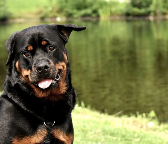 Hund, © Pixabay