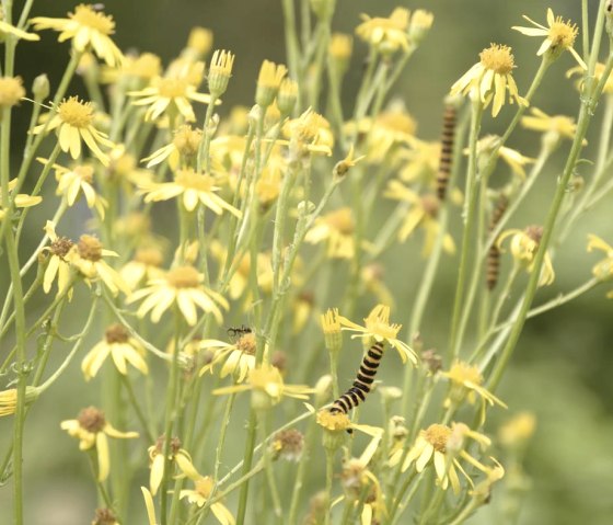 Kr&auml;uterwanderung Irsental, &copy; Thomas Brunker
