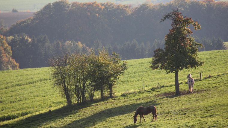 Een groene weide met verschillende bomen en twee paarden. De lucht is helder en het landschap lijkt rustig.