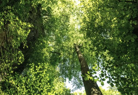 Wolfsschlucht am Felsenweg 3, &copy; Eifel Tourismus GmbH/Dominik Ketz