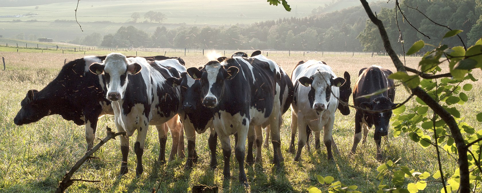 Calves near Eilscheid, &copy; V. Teuschler