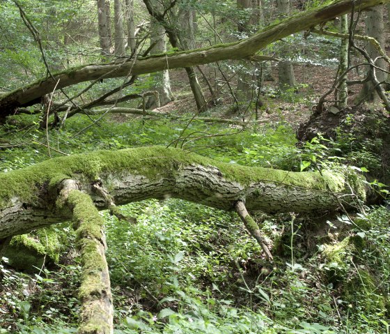 Waldidyll, &copy; V. Teuschler