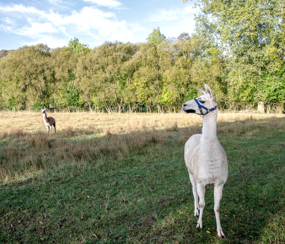 Lamas am Rundwanderweg Nr. 71 in Wolsfeld, © TI Bitburger Land