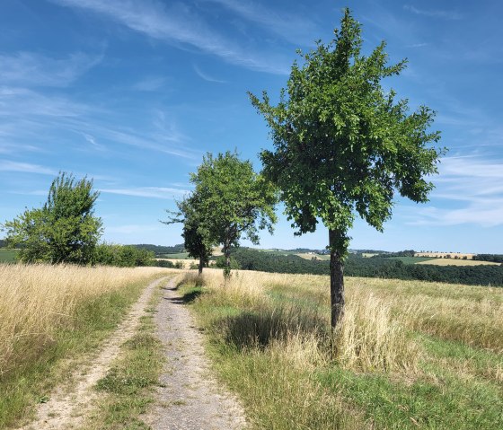 Wanderweg durch die Felder bei Dahnen, © Tourist-Information Islek