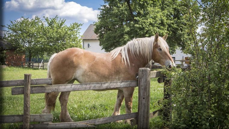 Un cheval se tient près d'une clôture en bois dans un pré vert. À l'arrière-plan, on peut voir des arbres et une maison.